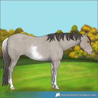 Horse Color:White Spotted Classic Cream Champagne Roan 