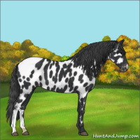 Horse Color:Black Appaloosa 