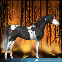 Horse Color:Black Splash Tobiano 