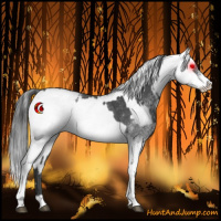 Horse Color:White Spotted Blue Roan Rabicano  and White Spotted Blue Roan Splash Rabicano 