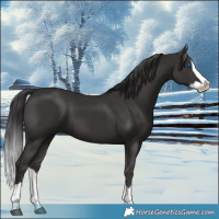 Horse Color:Smoky Black Splash 