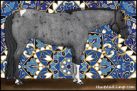 Horse Color:Blue Roan Tobiano