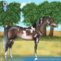 Horse Color:White Spotted Brown 