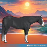 Horse Color:Black Splash 