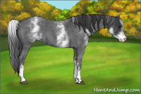 Horse Color:White Spotted Blue Roan 