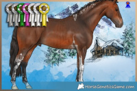 Horse Color:Bay Tobiano  and Bay Tobiano 