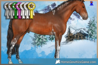 Horse Color:Bay Tobiano and Bay Tobiano