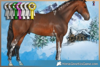 Horse Color:Bay Tobiano and Bay Tobiano
