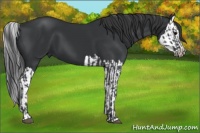 Horse Color:Black  and Black Splash 