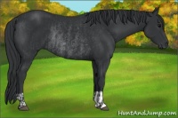 Horse Color:Black  and Black Rabicano 