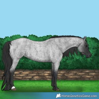 Horse Color:Blue Roan  and Blue Roan 