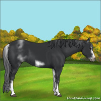 Horse Color:White Spotted Black Sabino Frame
