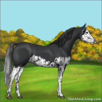 Horse Color:Black and Black Splash