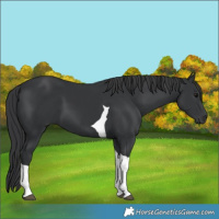 Horse Color:Black Tobiano 