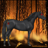 Horse Color:Black  and Black 