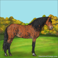 Horse Color:Black  and Bay 