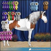 Horse Color:Bay Splash Tobiano Rabicano