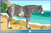 Horse Color:White Spotted Liver Chestnut Sabino Frame 