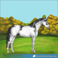 Horse Color:White Spotted Black Sabino Frame