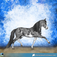 Horse Color:White Spotted Black Sabino Frame 