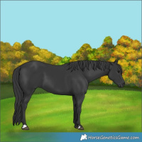 Horse Color:Black 