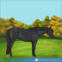 Horse Color:Black 