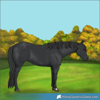 Horse Color:Black 