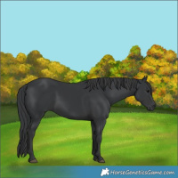 Horse Color:Black 