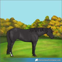 Horse Color:Smoky Black 