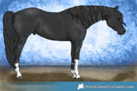 Horse Color:Black  and Black 