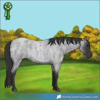 Horse Color:Blue Roan 