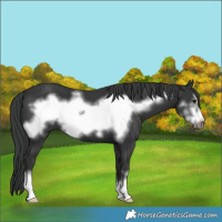 Horse Color:Black Frame 