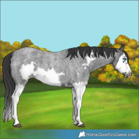 Horse Color:Blue Roan Splash Frame Rabicano 