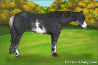 Horse Color:White Spotted Black Sabino Frame 