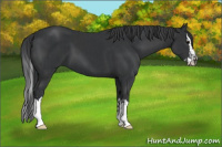 Horse Color:Black  and Black Splash 