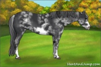 Horse Color:White Spotted Black Sabino Frame 