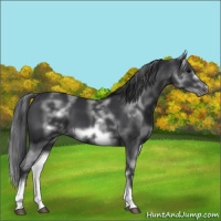 Horse Color:White Spotted Black Sabino Frame 