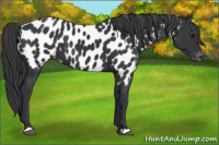 Horse Color:Black Near Leopard 