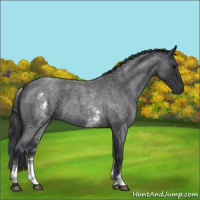 Horse Color:White Spotted Blue Roan 