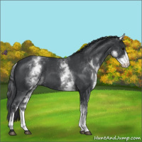 Horse Color:White Spotted Blue Roan 