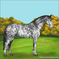 Horse Color:Black and White Spotted Black