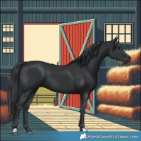 Horse Color:Black 