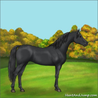 Horse Color:Black 