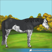 Horse Color:Black and Black Splash