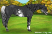 Horse Color:White Spotted Black Sabino Frame