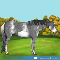 Horse Color:White Spotted Black Sabino Frame