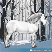 Horse Color:Buckskin Splash Appaloosa 