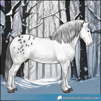 Horse Color:Buckskin Splash Appaloosa 