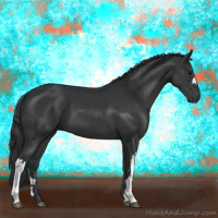 Horse Color:Black  and Black 