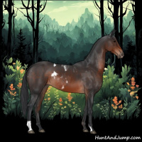 Horse Color:Brown Appaloosa  and Brown 